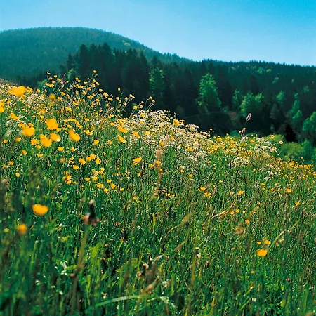 Lägenhet Sackmann *